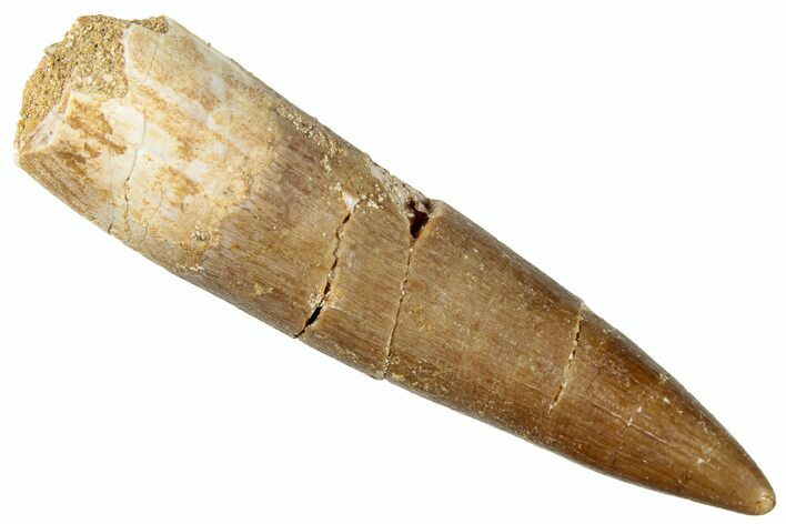 Fossil Plesiosaur (Zarafasaura) Tooth - Morocco #296341
